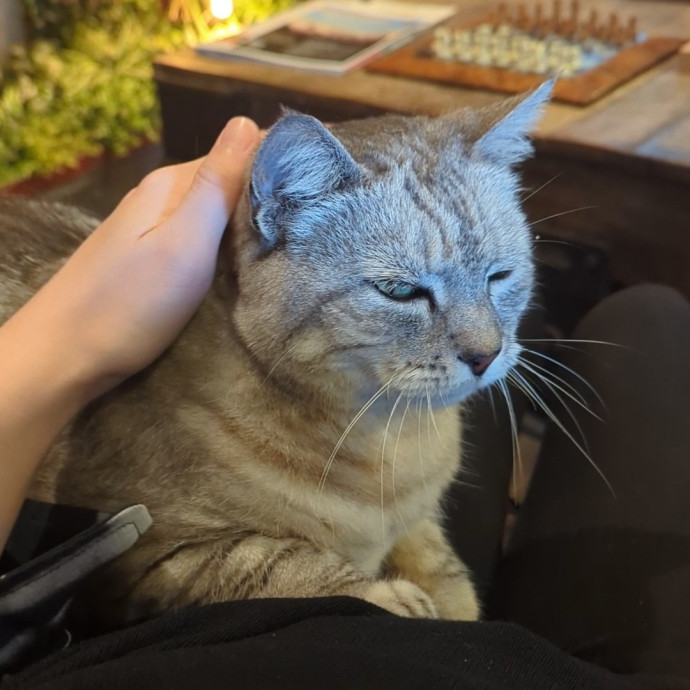 Just A Chill Kitty Best Friend