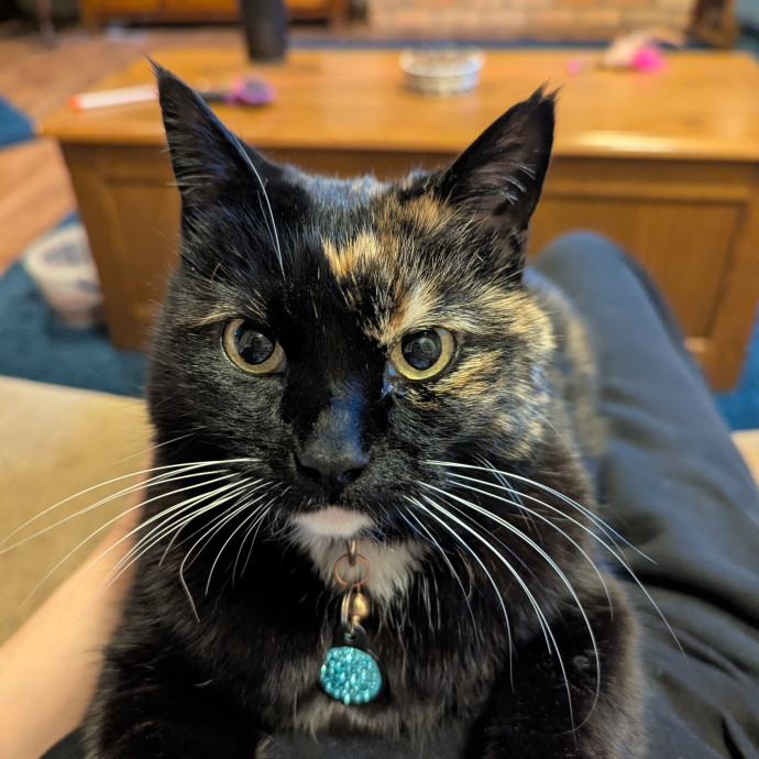 Just A Chill Kitty Best Friend