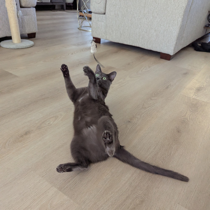 Just A Chill Kitty Best Friend