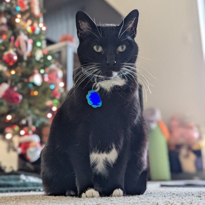 Just A Chill Kitty Best Friend photo 3