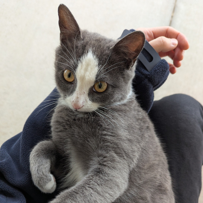 Just A Chill Kitty Best Friend photo 2