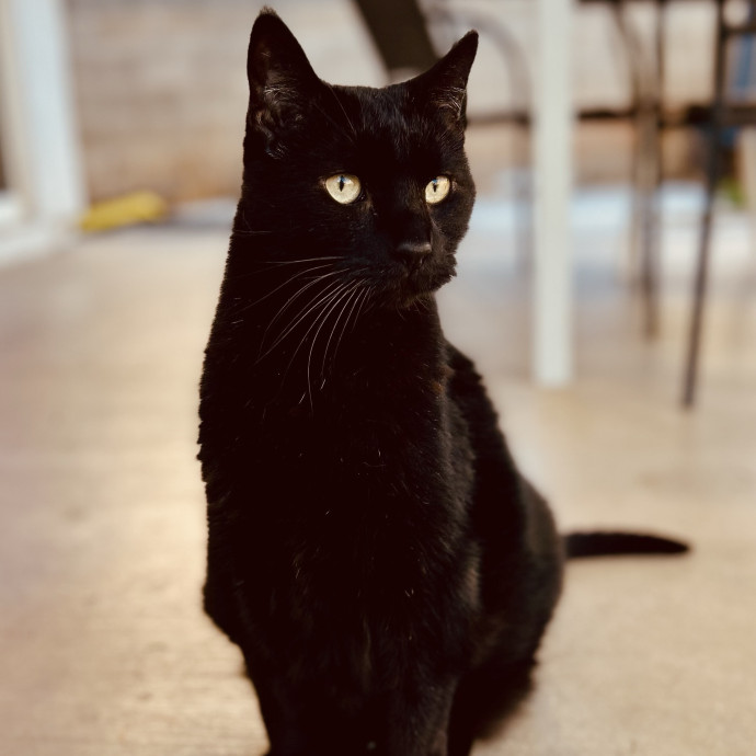Cat Sitter Extraordinaire