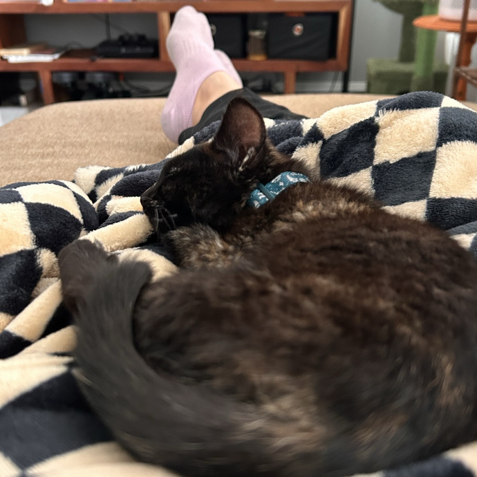 Cat Sitter Extraordinaire