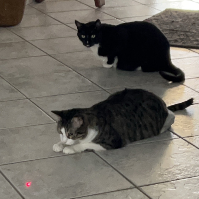 Cat Sitter Extraordinaire