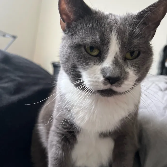 The Friendly Feline Whispurrer
