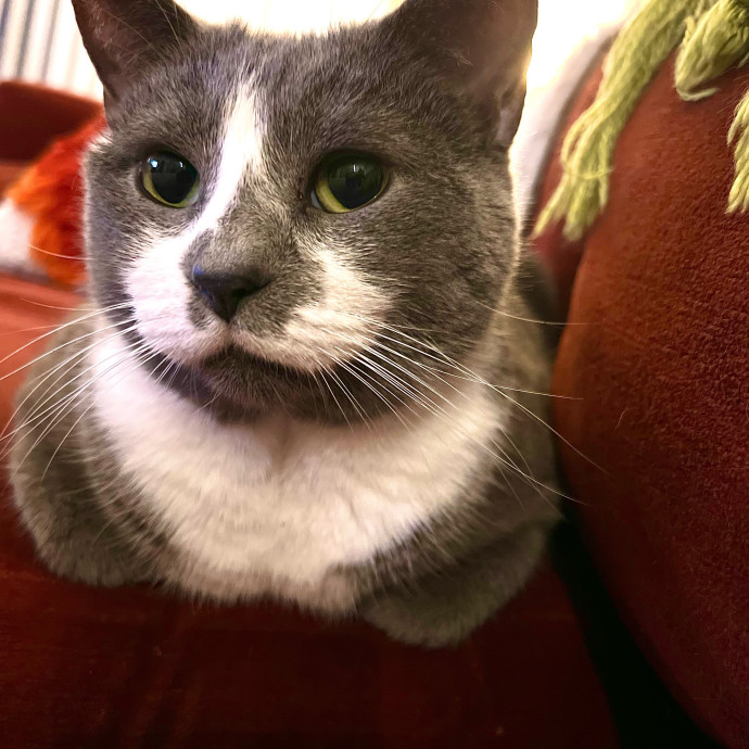 The Friendly Feline Whispurrer