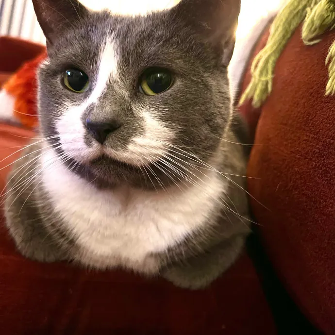 The Friendly Feline Whispurrer