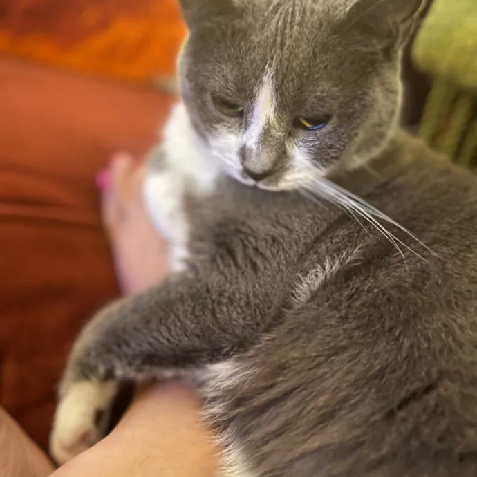 The Friendly Feline Whispurrer