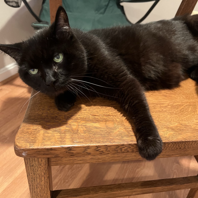 The Friendly Feline Whispurrer