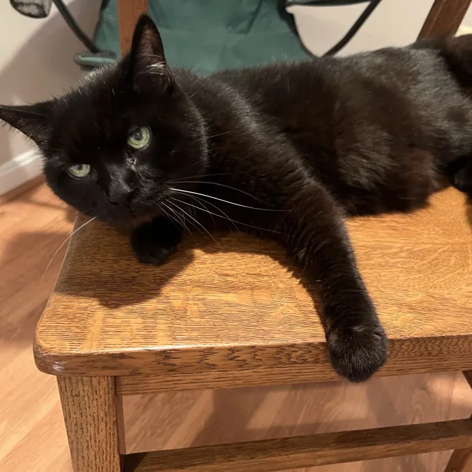 The Friendly Feline Whispurrer