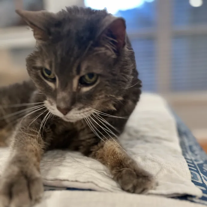 The Friendly Feline Whispurrer