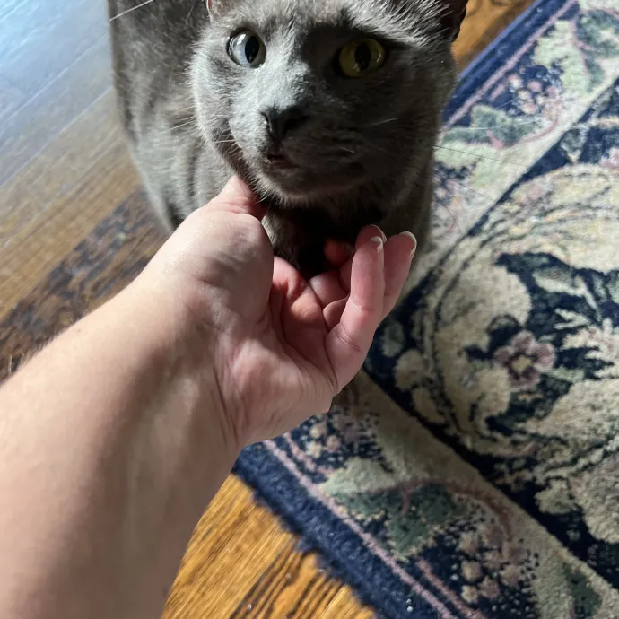 The Friendly Feline Whispurrer