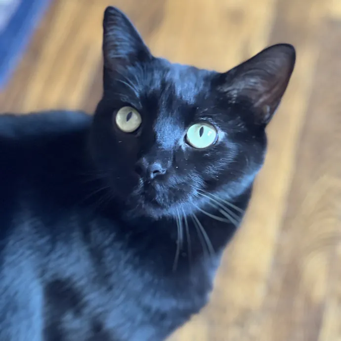 The Friendly Feline Whispurrer