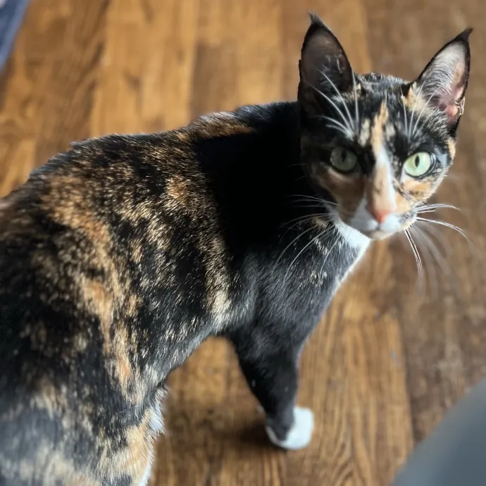 The Friendly Feline Whispurrer