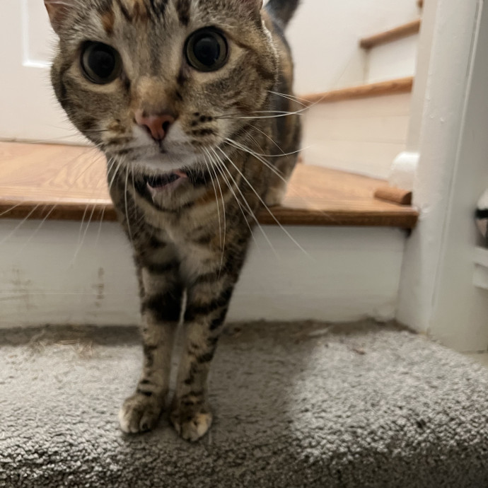 The Friendly Feline Whispurrer