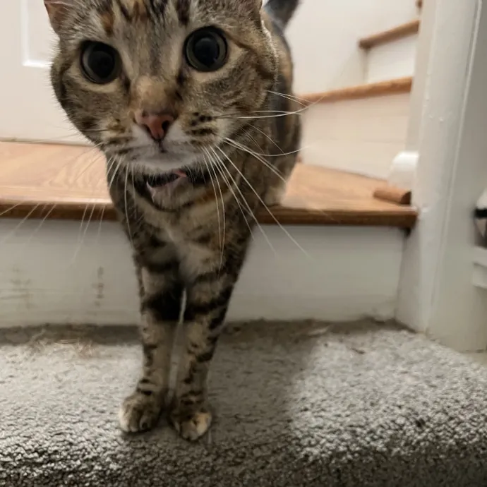 The Friendly Feline Whispurrer