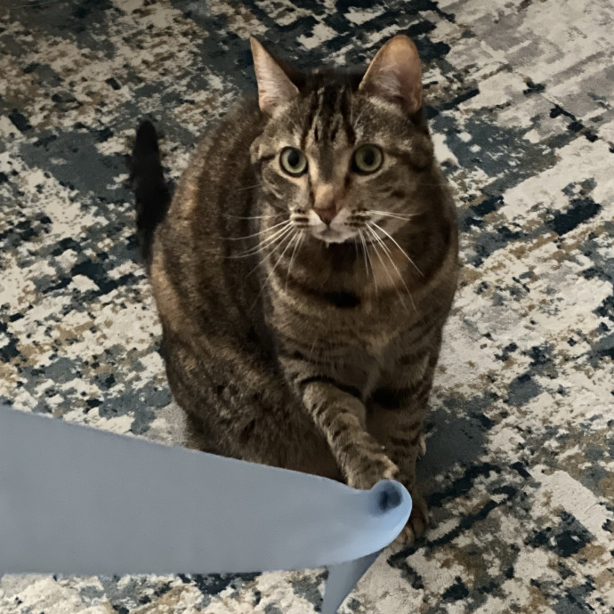 The Friendly Feline Whispurrer