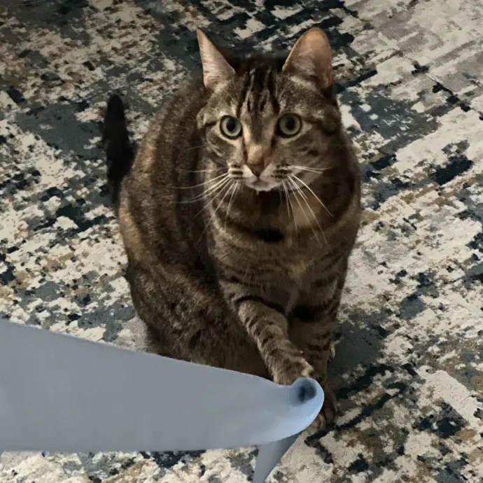 The Friendly Feline Whispurrer