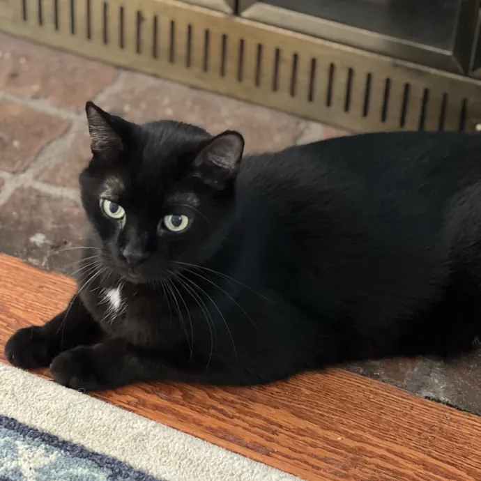 The Friendly Feline Whispurrer