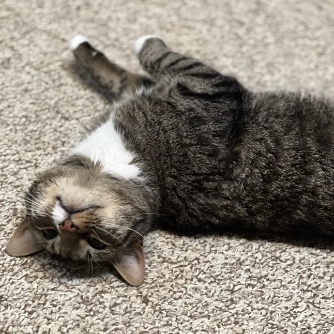 The Friendly Feline Whispurrer