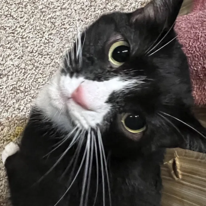 The Friendly Feline Whispurrer