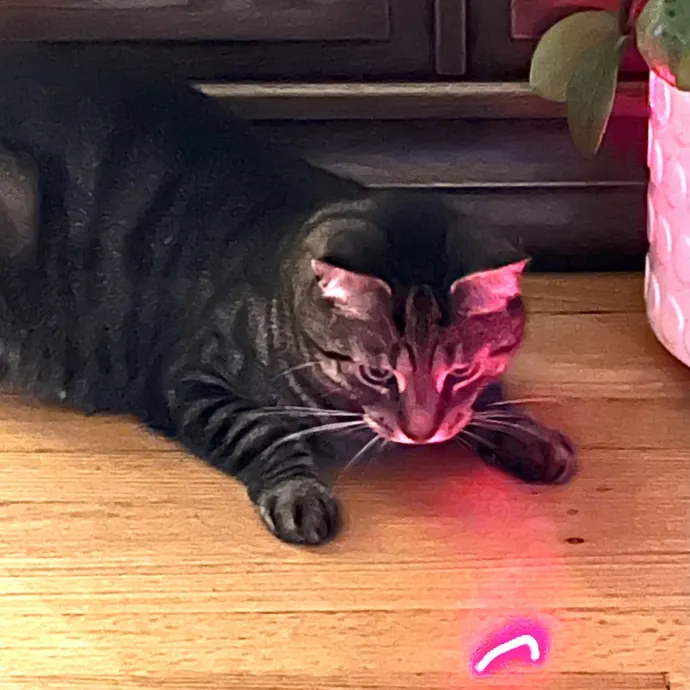 The Friendly Feline Whispurrer