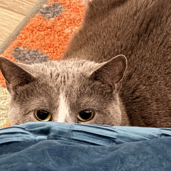 The Friendly Feline Whispurrer