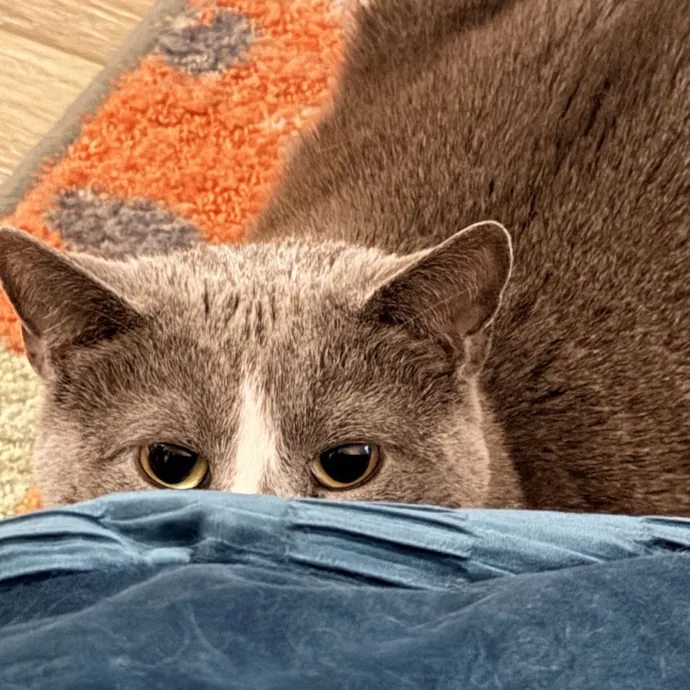 The Friendly Feline Whispurrer