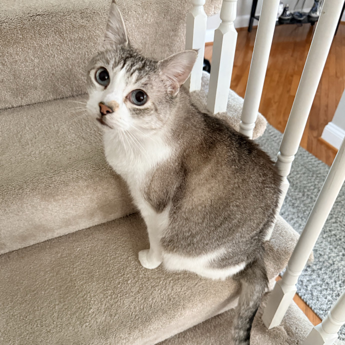 The Friendly Feline Whispurrer