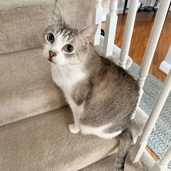 The Friendly Feline Whispurrer