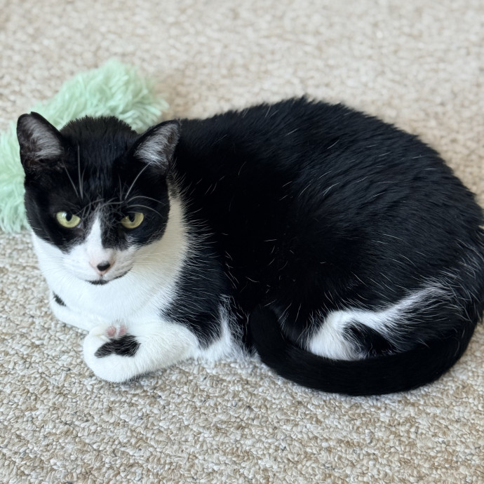 The Friendly Feline Whispurrer