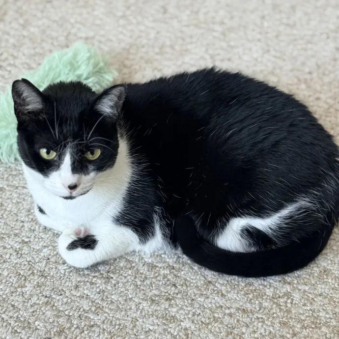 The Friendly Feline Whispurrer