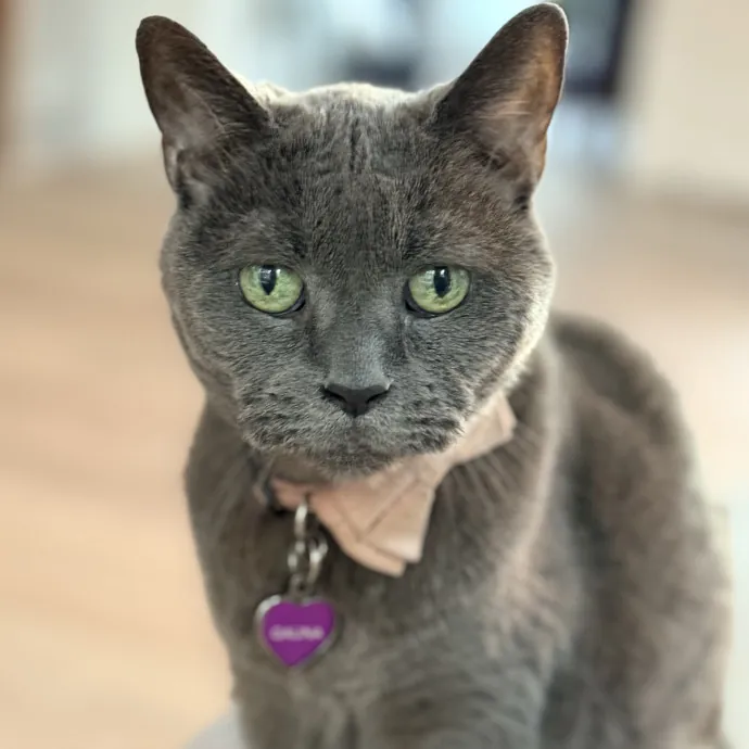 The Friendly Feline Whispurrer