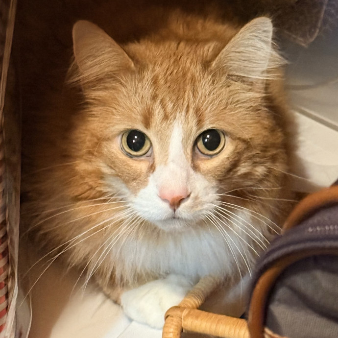 The Friendly Feline Whispurrer