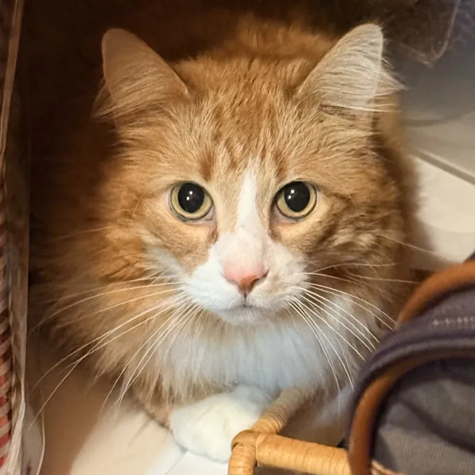 The Friendly Feline Whispurrer