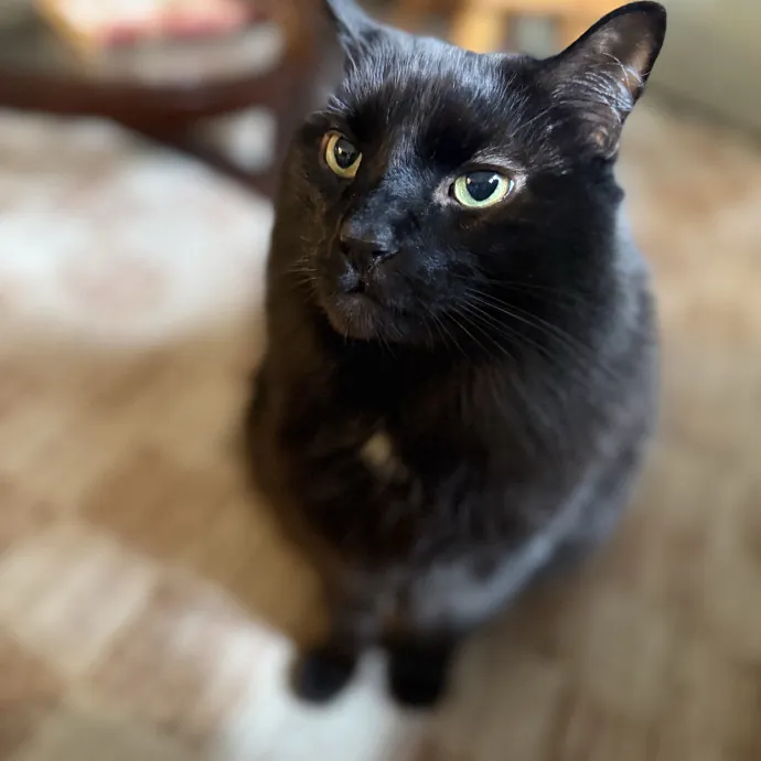 The Friendly Feline Whispurrer