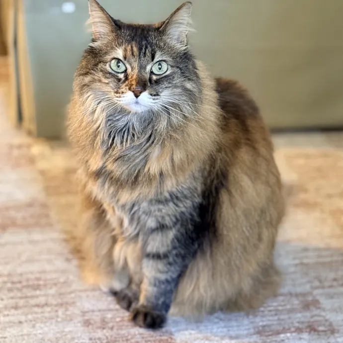 The Friendly Feline Whispurrer