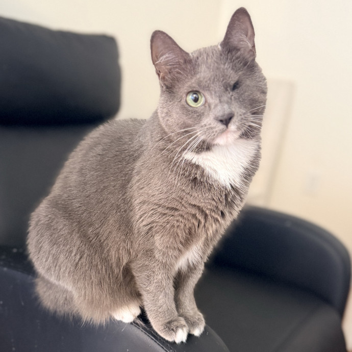 The Friendly Feline Whispurrer