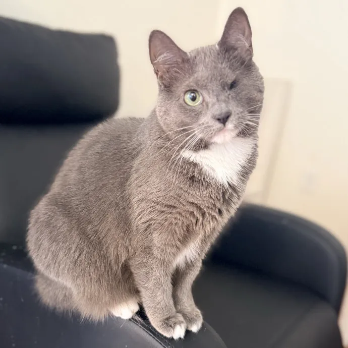 The Friendly Feline Whispurrer