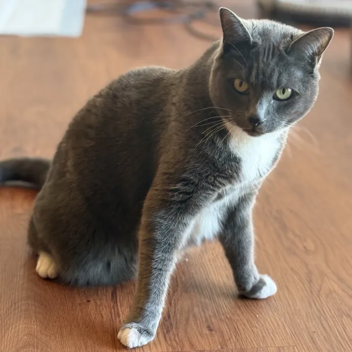 The Friendly Feline Whispurrer