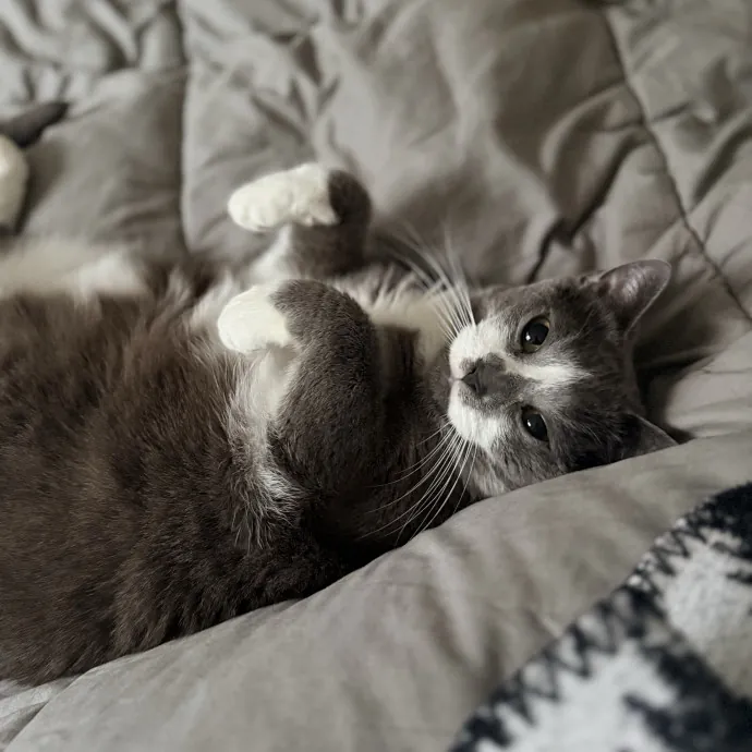 The Friendly Feline Whispurrer