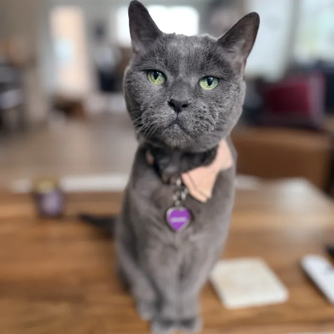 The Friendly Feline Whispurrer