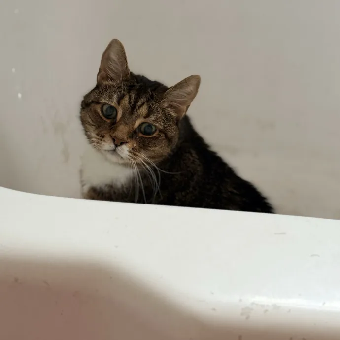 The Friendly Feline Whispurrer