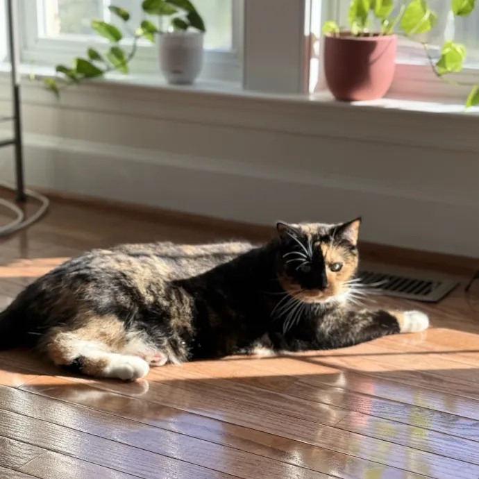 The Friendly Feline Whispurrer