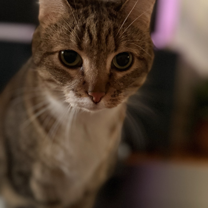The Friendly Feline Whispurrer