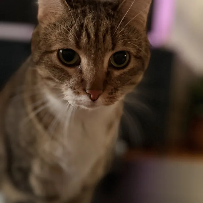 The Friendly Feline Whispurrer