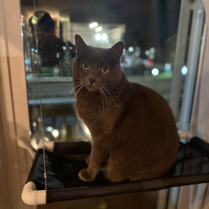 The Friendly Feline Whispurrer
