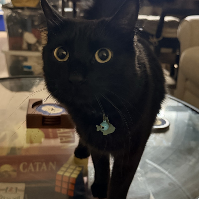 The Friendly Feline Whispurrer