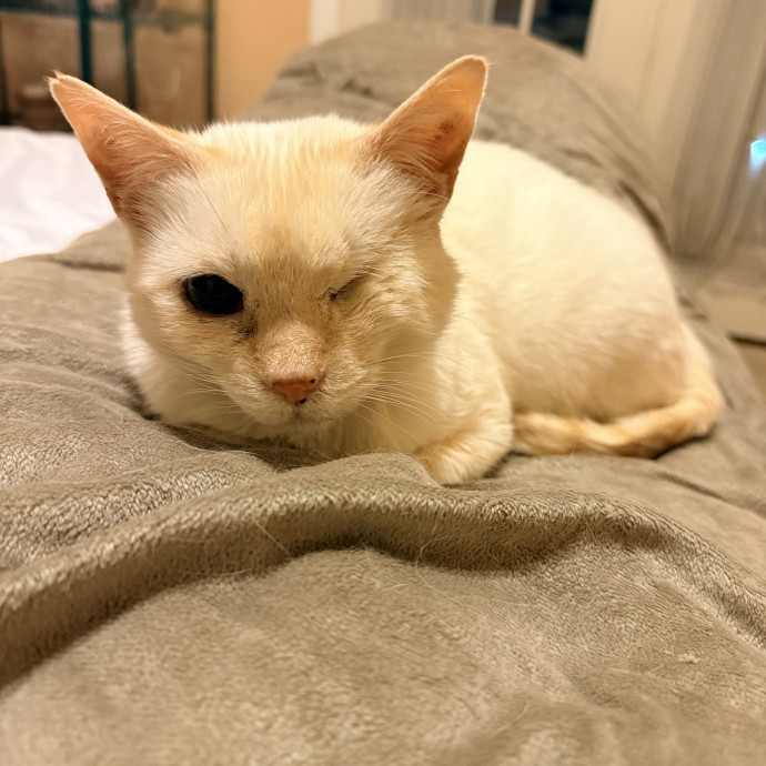 The Friendly Feline Whispurrer