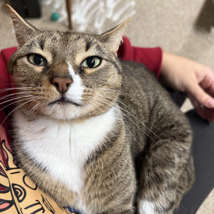 The Friendly Feline Whispurrer